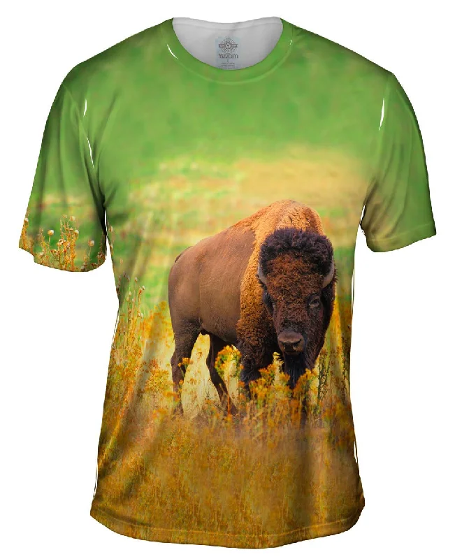 American Bison